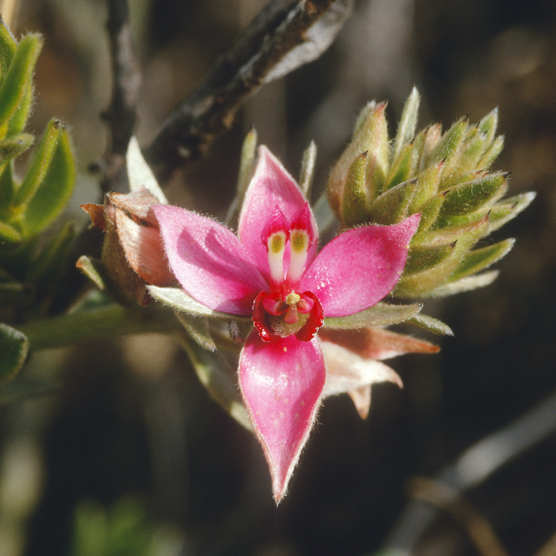 Flower, Plant, Geranium, Petal, Pollen