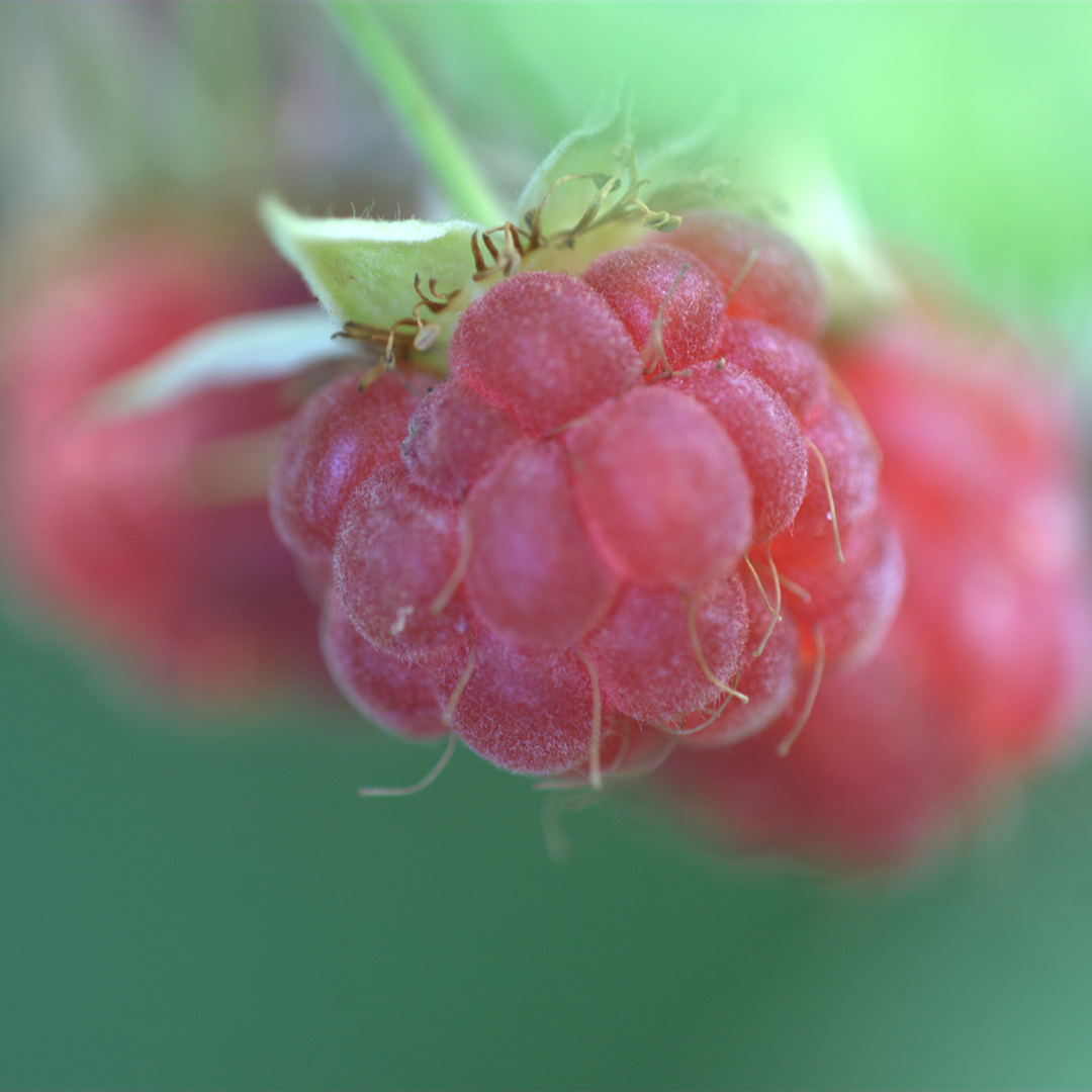Berry, Food, Fruit, Produce, Raspberry