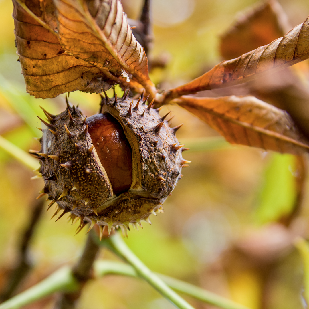 Plant, Food, Nut, Produce, Vegetable