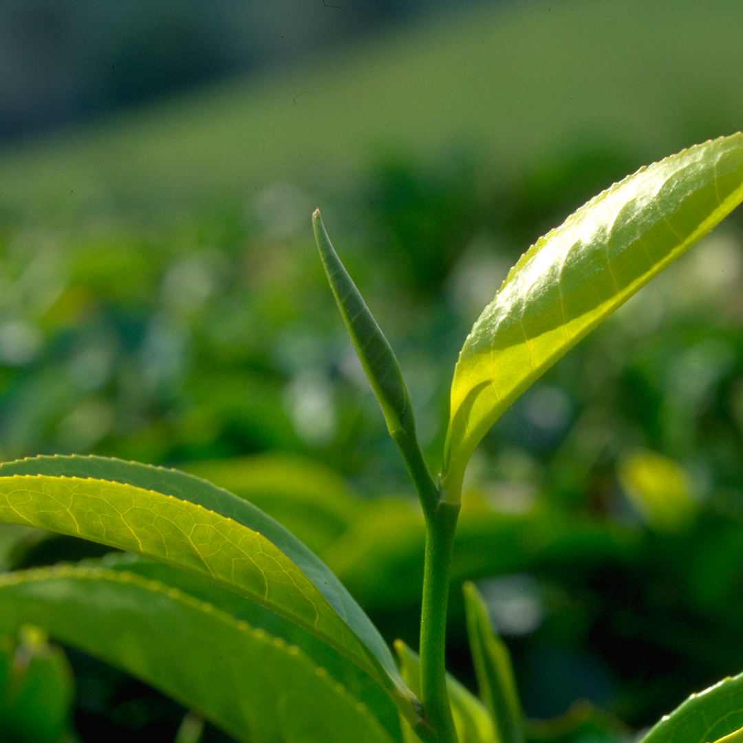 Leaf, Plant, Beverage, Tea, Green Tea