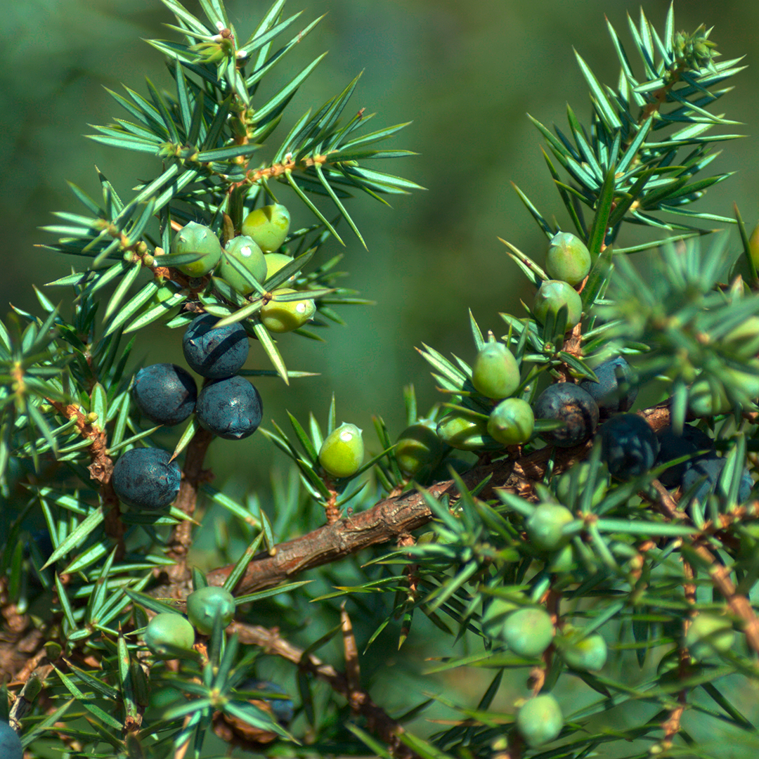 Conifer, Plant, Tree
