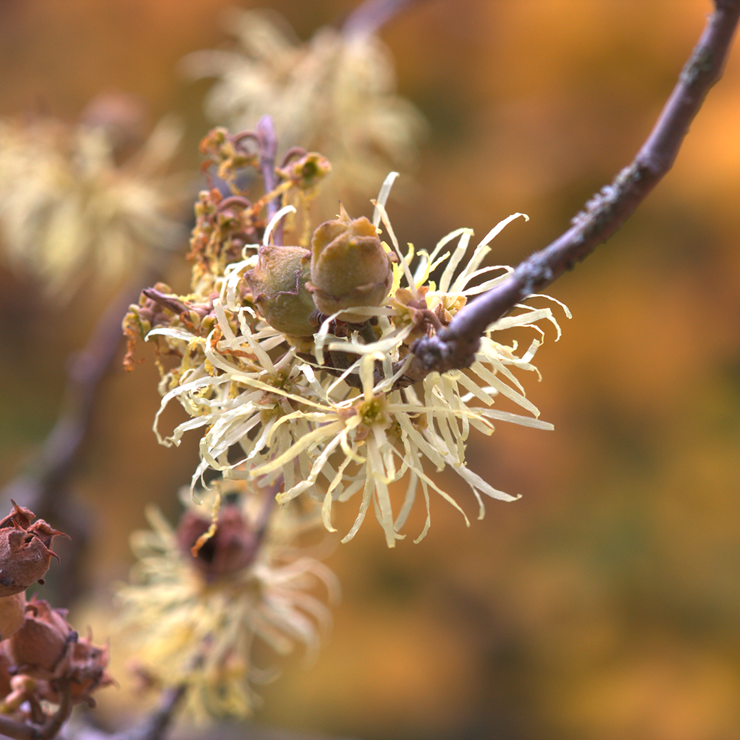 Plant, Pollen, Bud, Sprout, Produce