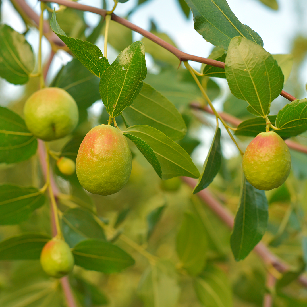 Food, Fruit, Produce, Leaf, Pear