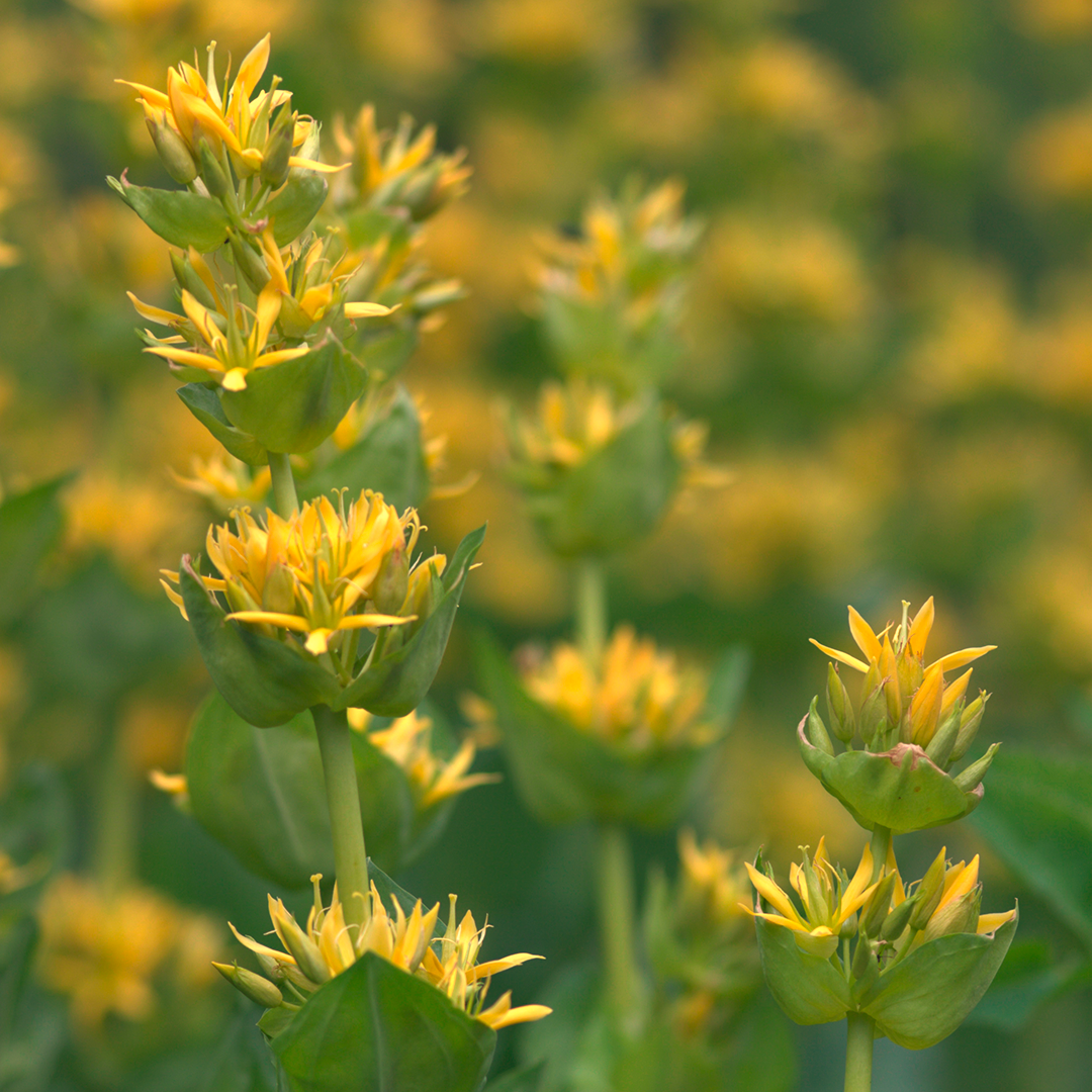Flower, Plant
