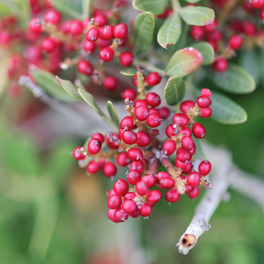 Food, Fruit, Plant, Produce, Cherry