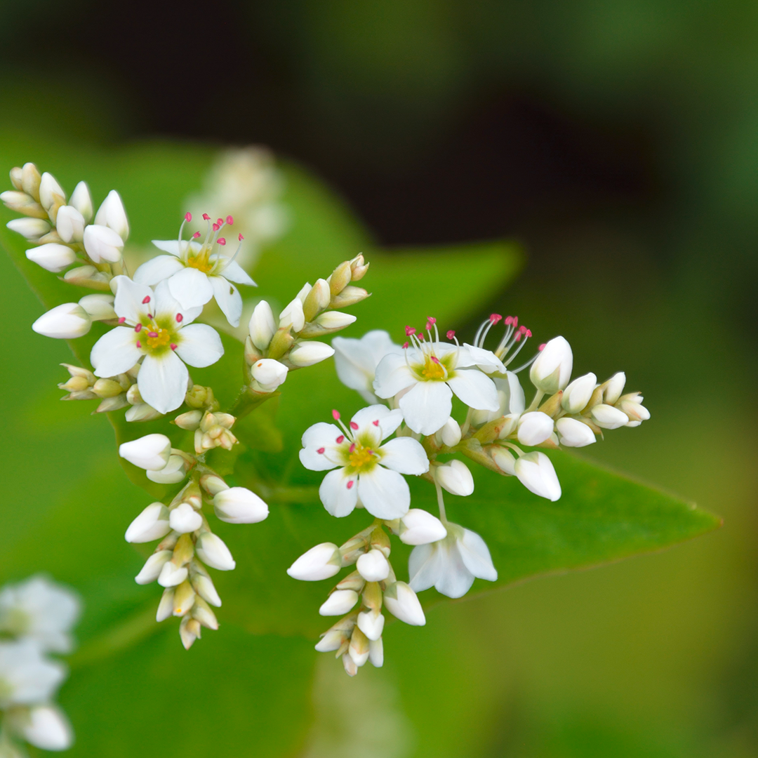 Plant, Pollen, Flower, Geranium, Petal