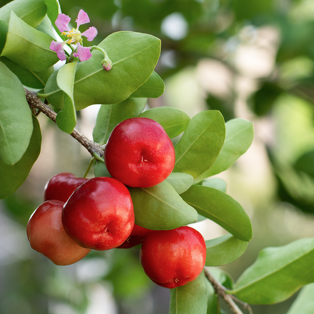 Food, Fruit, Plant, Produce, Apple