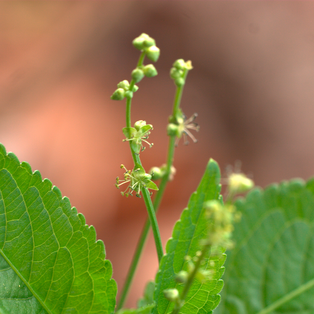 Leaf, Plant, Bud, Flower, Grass