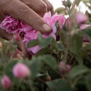 Damask ruža - Rosa damascena - Berba