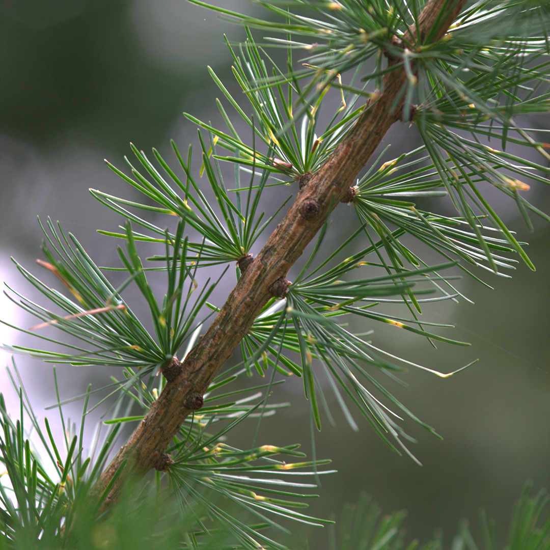 Conifer, Plant, Tree, Larch