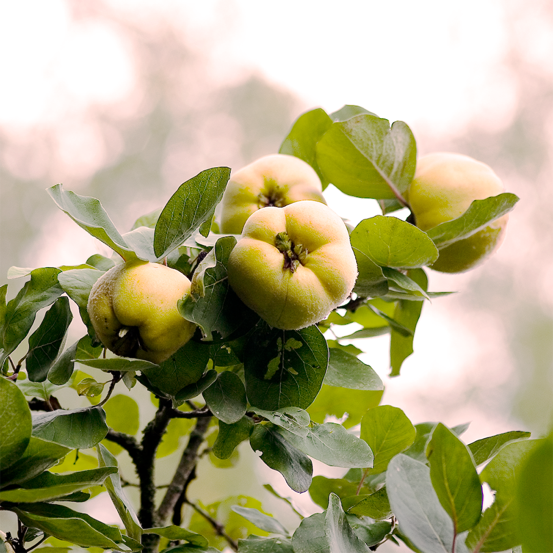 Food, Fruit, Plant, Produce, Apple