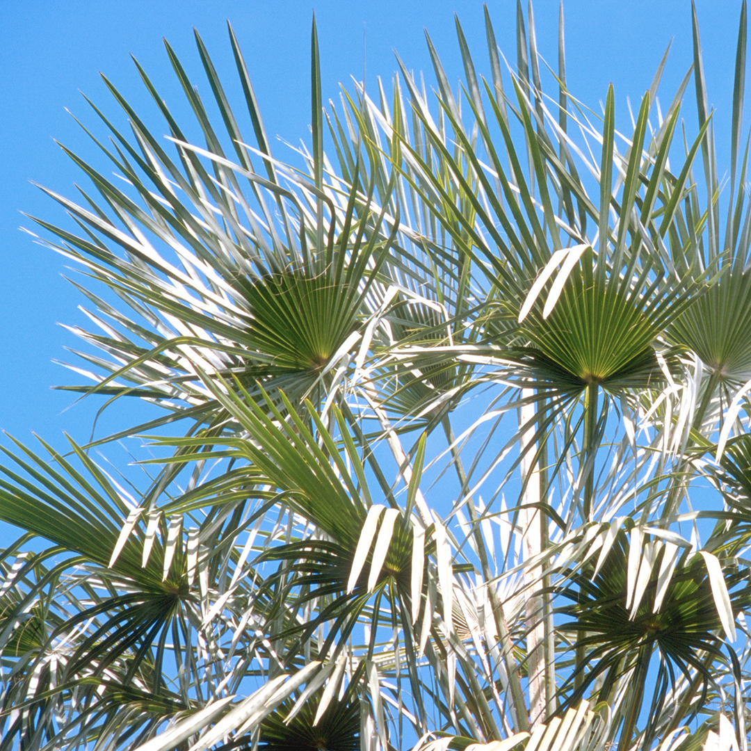 Palm Tree, Plant, Tree, Summer, Leaf