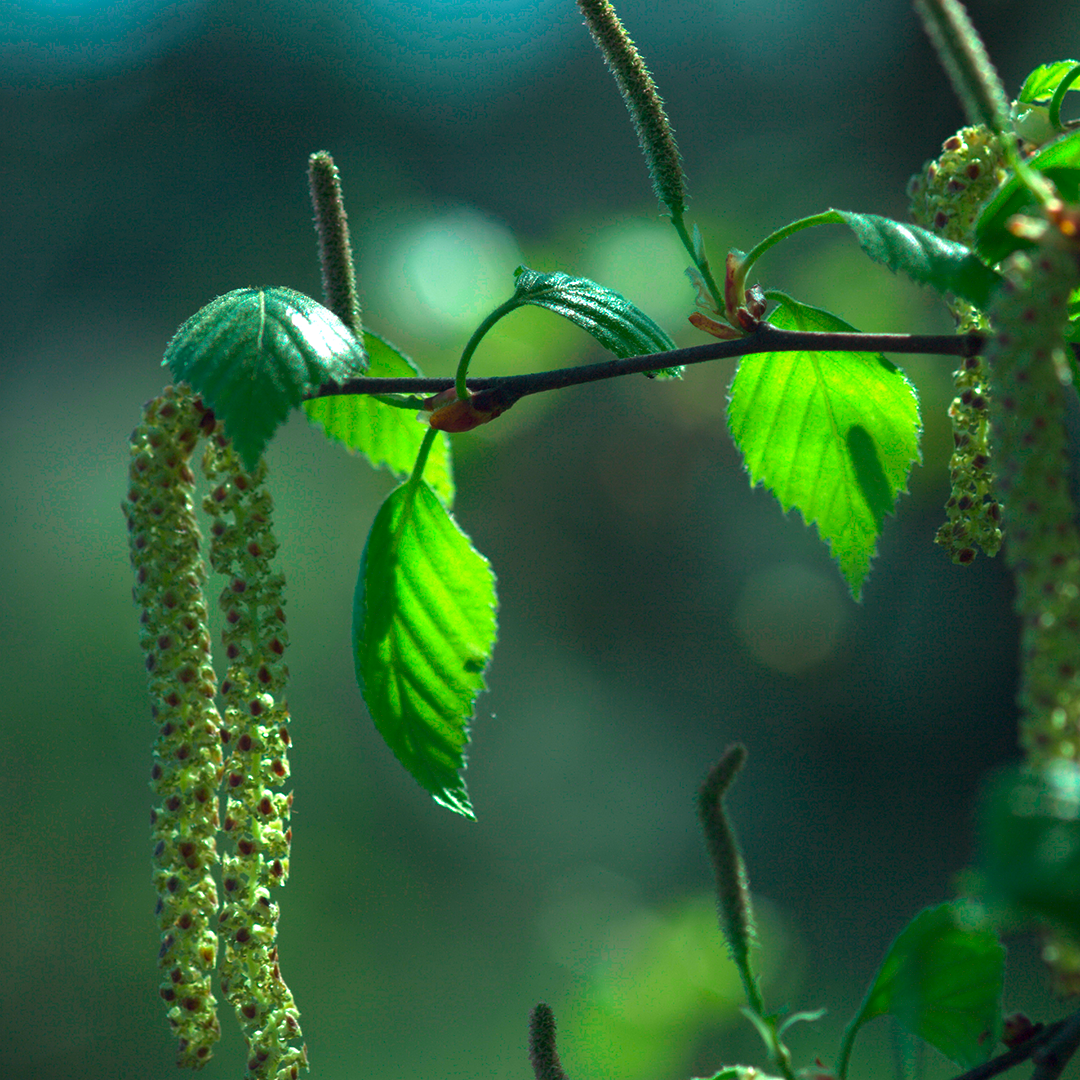 Leaf, Plant, Green, Tree, Herbal