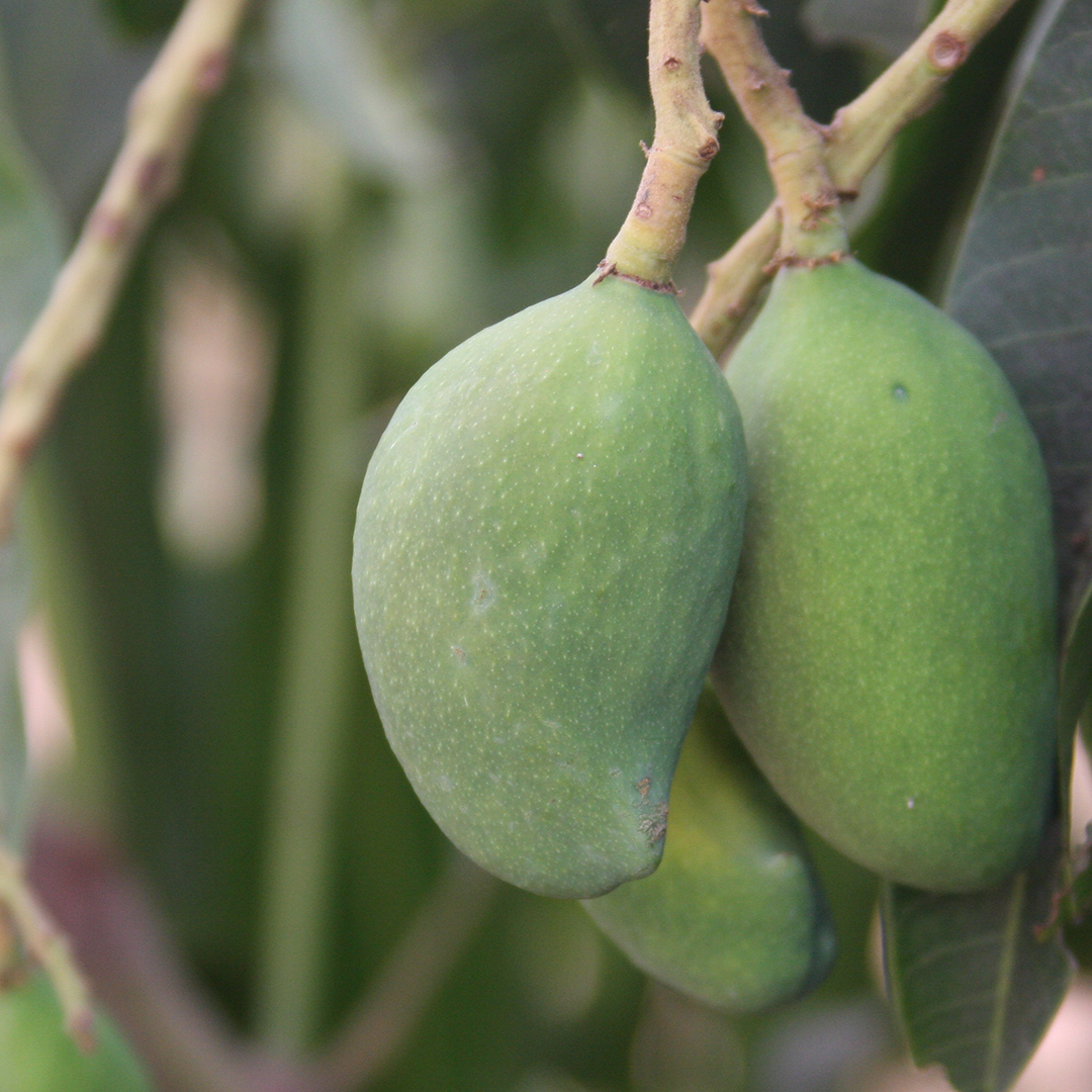 Food, Fruit, Plant, Produce, Mango