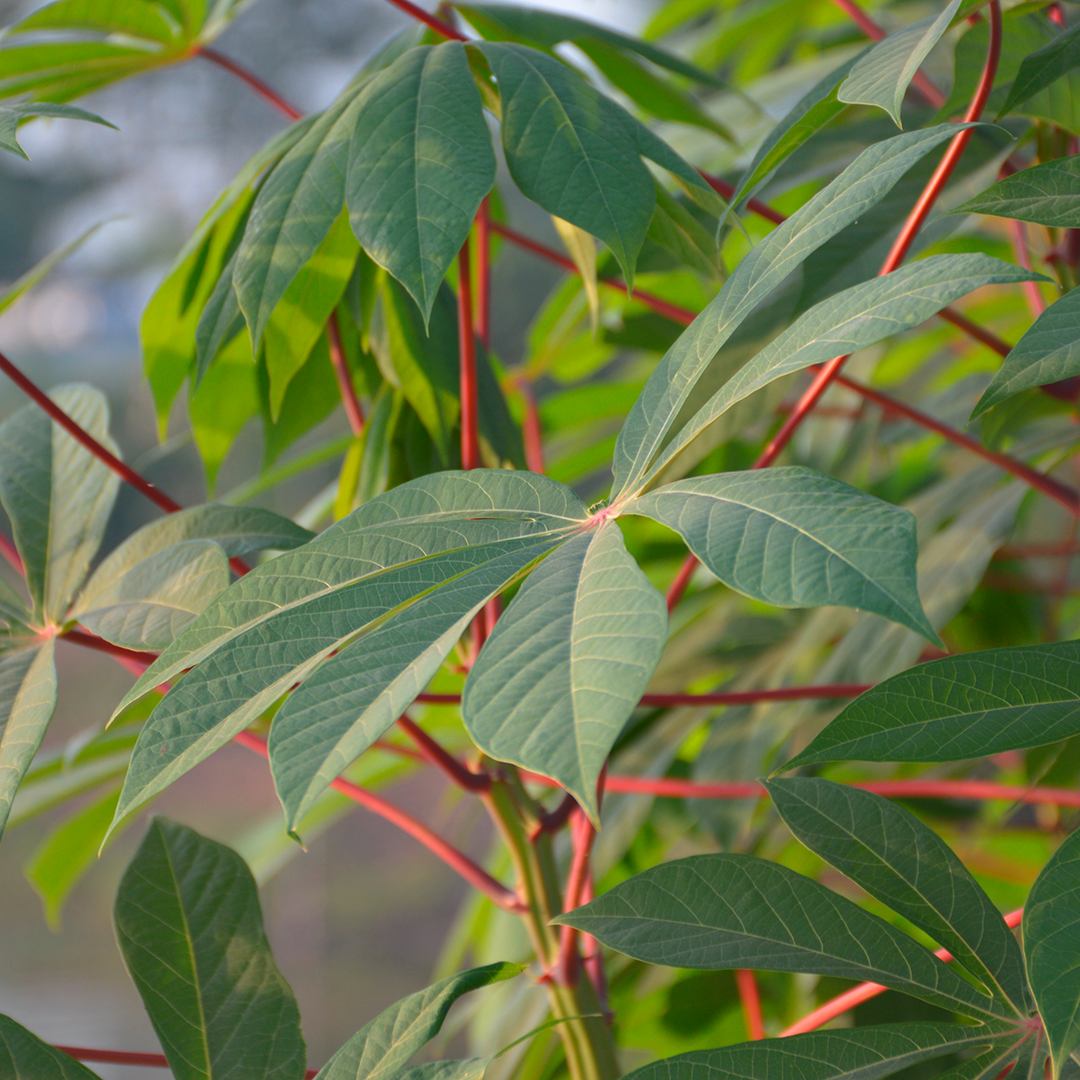 Leaf, Plant, Tree