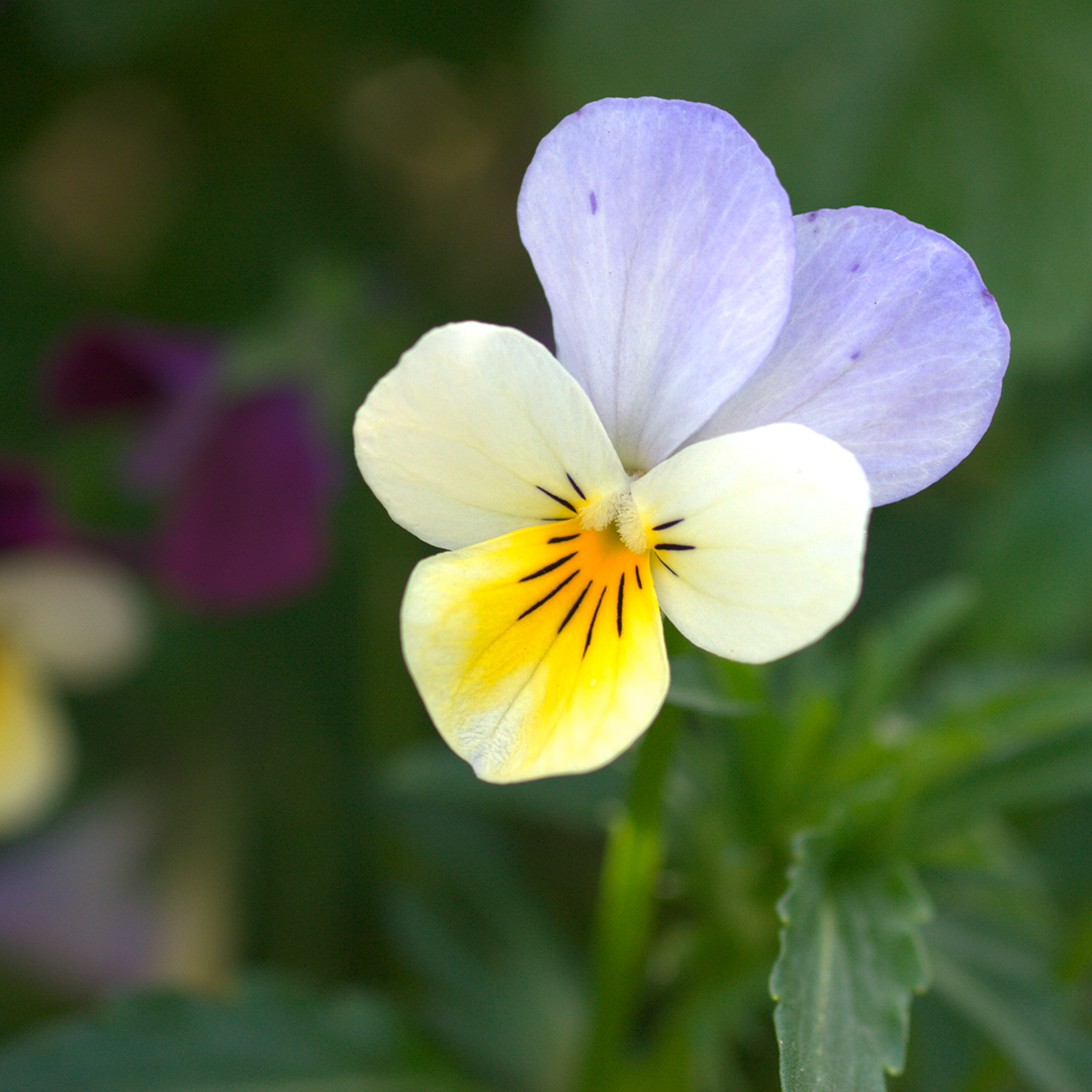 Flower, Plant, Geranium, Pansy