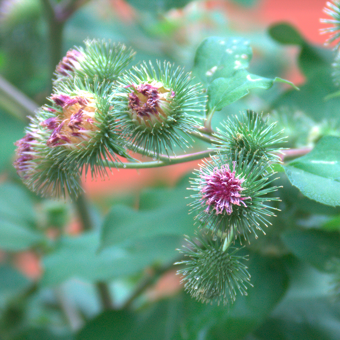 Flower, Plant, Thistle