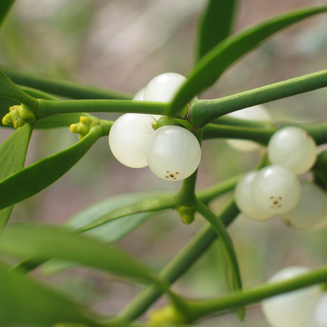 Plant, Leaf