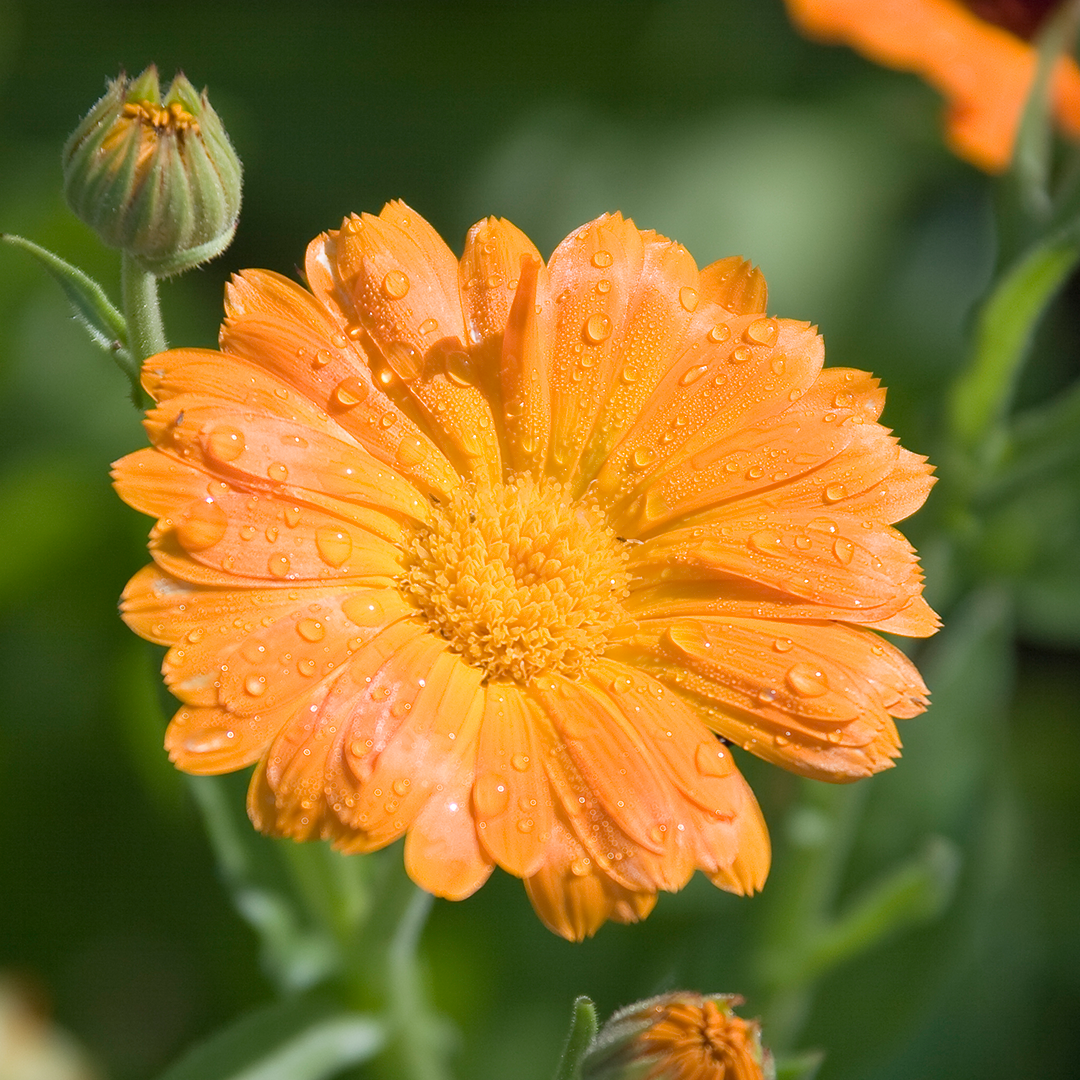 Daisy, Flower, Plant, Petal, Pollen