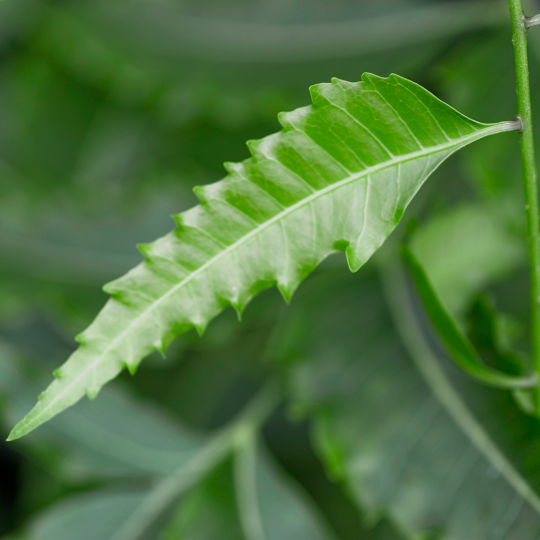 Leaf, Plant, Tree, Vegetation
