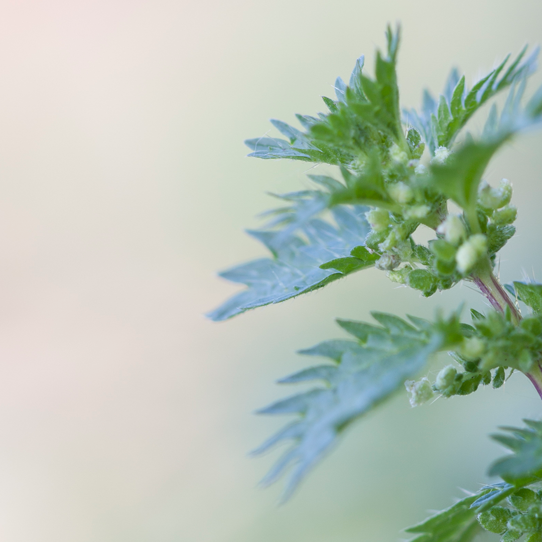 Leaf, Plant, Herbs, Herbal, Grass