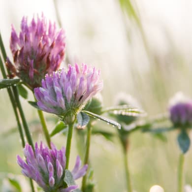 Punainen apila – Trifolium pratense L.