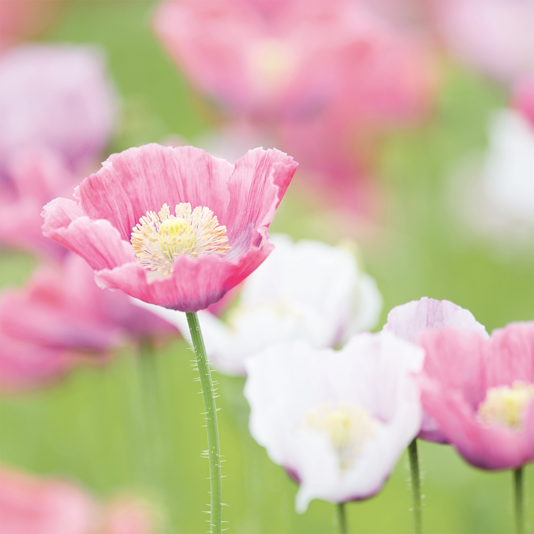 Pollen, Anemone, Flower, Petal, Geranium