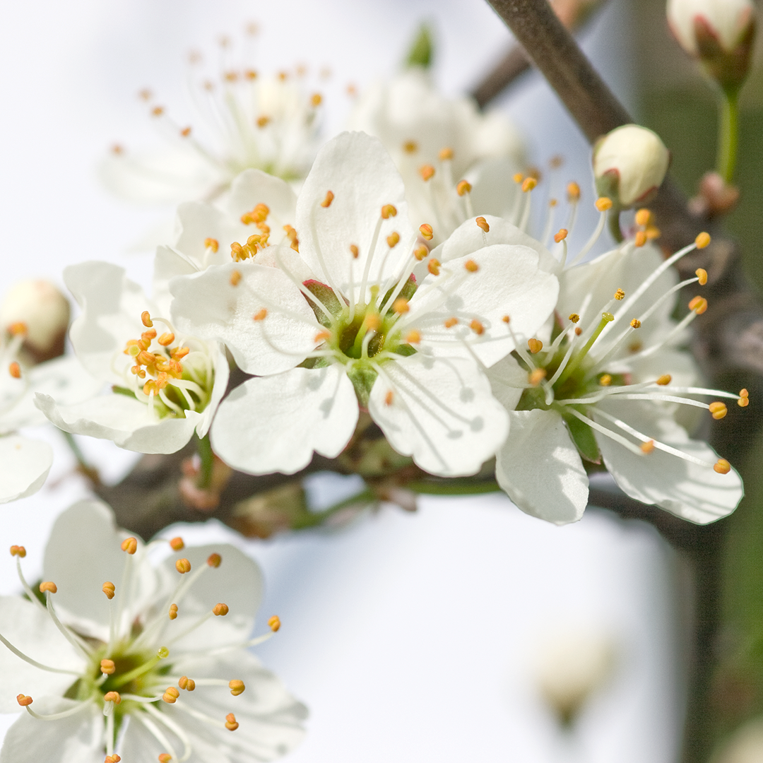 Plant, Pollen, Flower