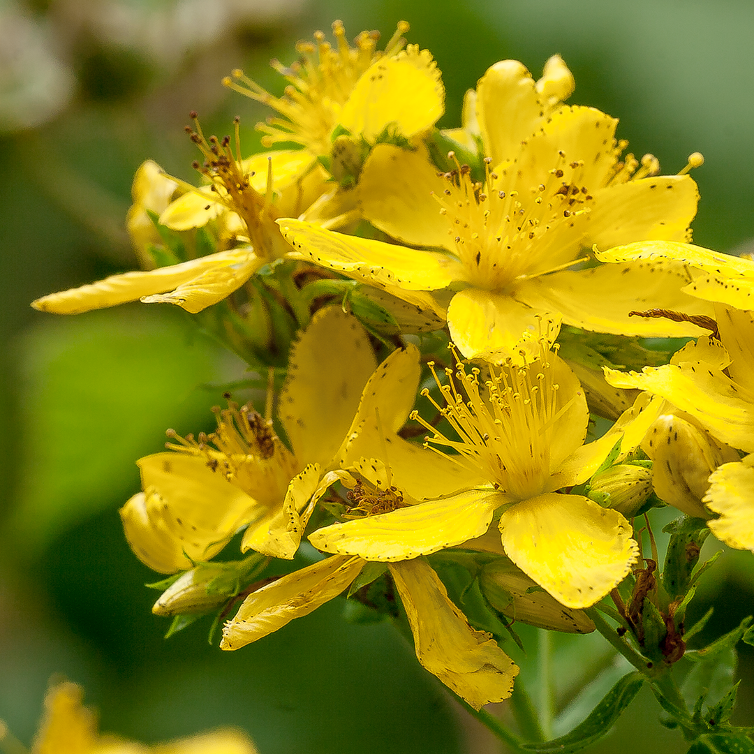 Plant, Pollen, Flower