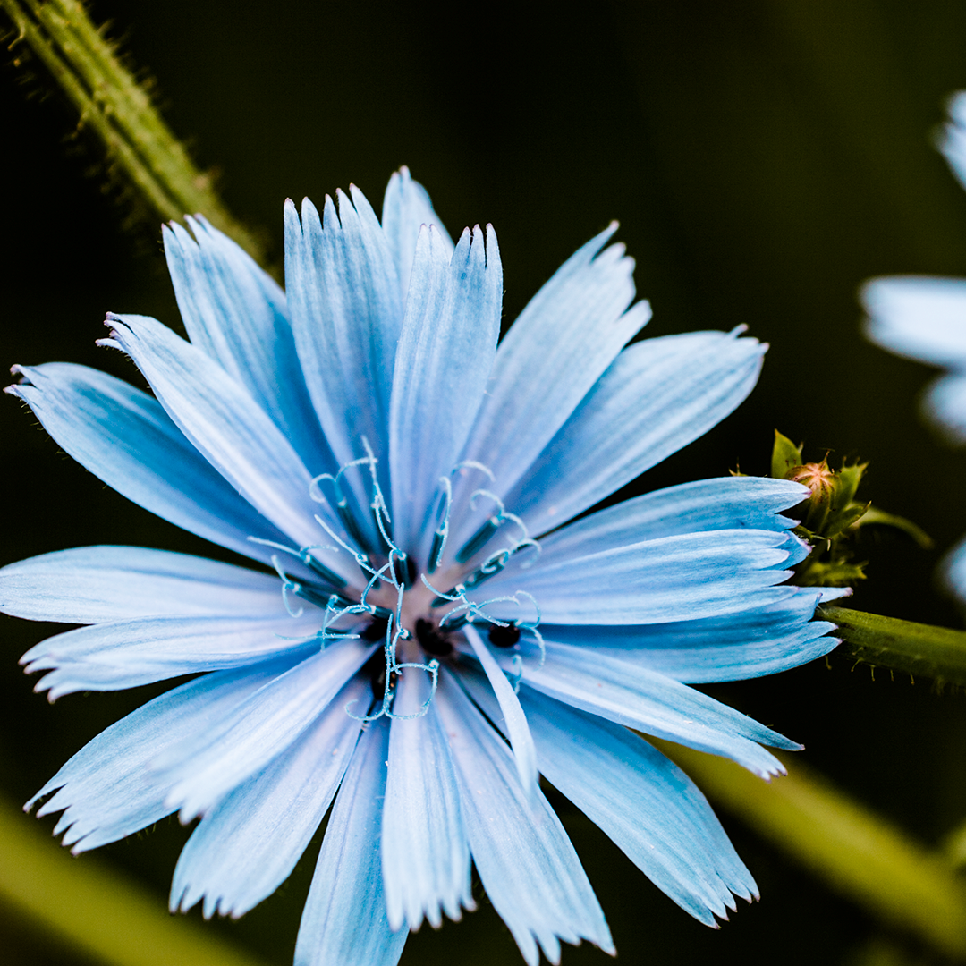 Daisy, Flower, Plant, Pollen, Petal