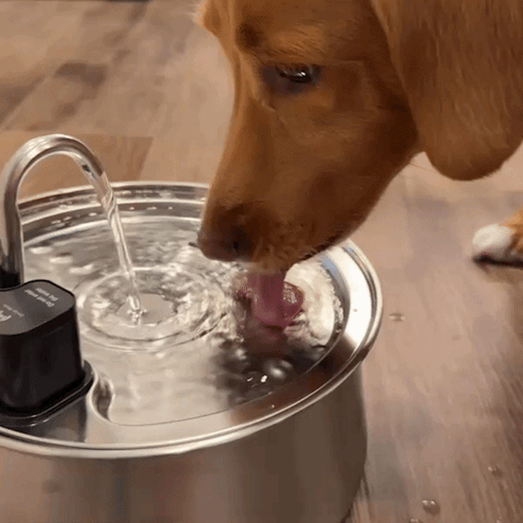 Dog drinking from the fountain