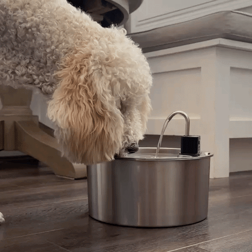 Puppy drinking more water