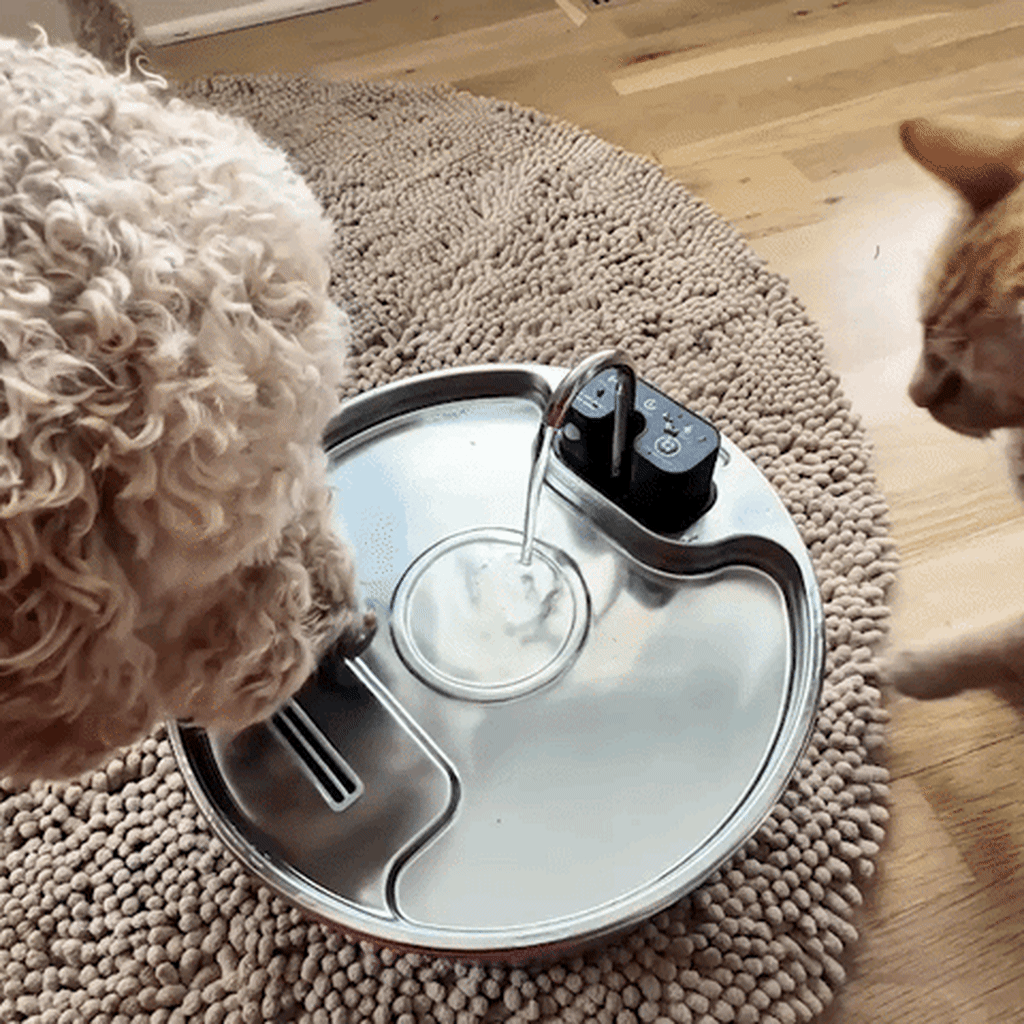 Dog enjoying fresh flowing water