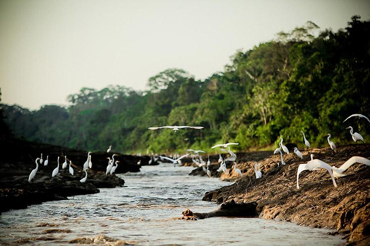 Delfin II Amazon’s 4-Day Itinerary Day One - Bird Watching.