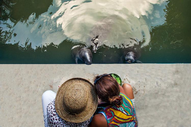 Delfin II Amazon’s 4-Day Itinerary Day Four - Manatee Rescue & Rehabilitation Center.