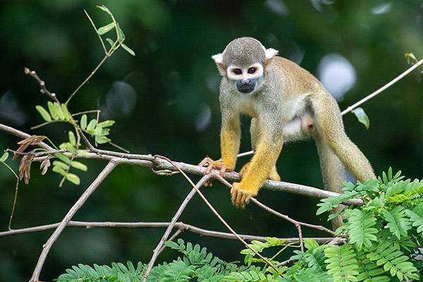 Aria Amazon’s 5-Day Itinerary Day Four - Squirrel Monkey Sighting.