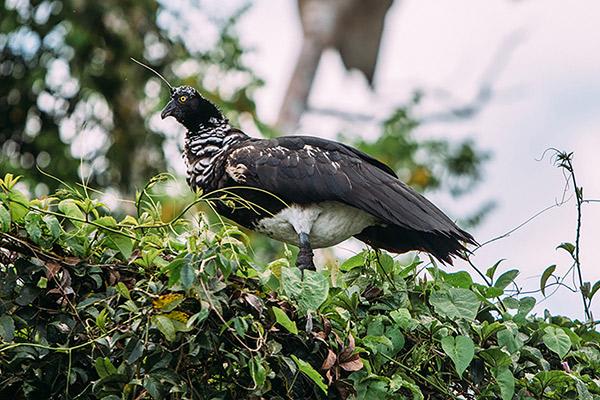 Aqua Nera’s 4-Day Itinerary Day Four - Horned Screamer.