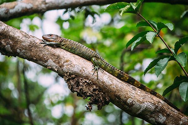 Aqua Nera’s 8-Day Itinerary Day Two - Iguana Sighting.