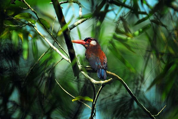 Aqua Nera’s 8-Day Itinerary Day Four - White-Eared Jacamar Sighting.