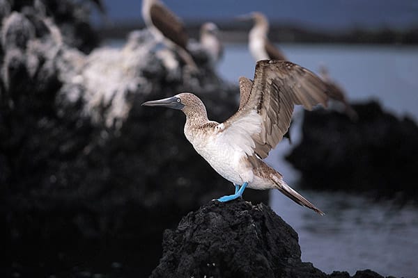 La Pinta’s 5-Day Northern & Central Itinerary Day Two - Blue-Footed Booby Sighting.