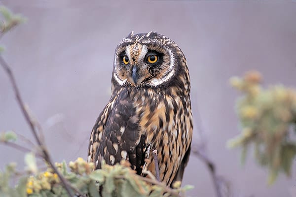 La Pinta’s 5-Day Northern & Central Itinerary Day Four - Galapagos Short-Eared Owl Sighting.