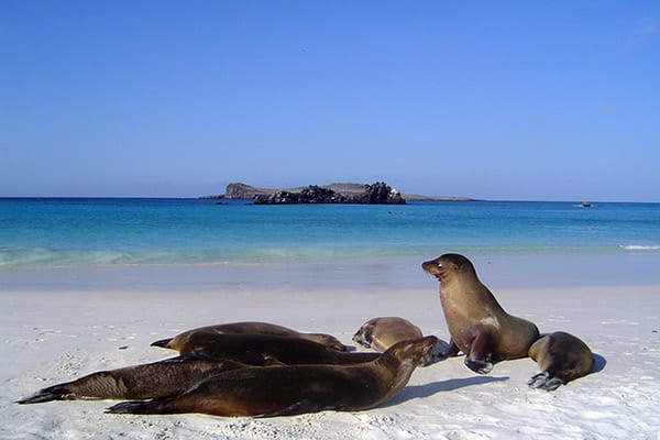 La Pinta’s 5-Day Eastern Itinerary Day Two - Galapagos Sea Lions Sighting.