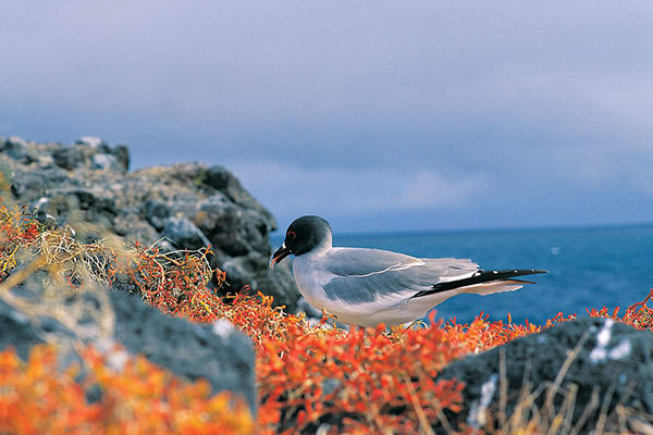 La Pinta’s 5-Day Eastern Itinerary Day Four - Endemic Galapagos Bird Sighting.