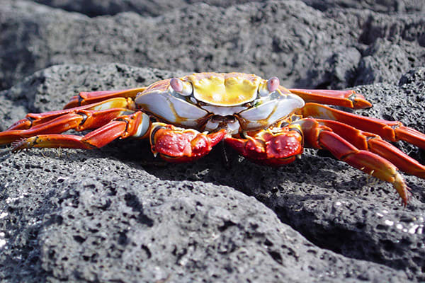 La Pinta’s 7-Day Itinerary Day One - Sally Lightfoot Crab Sighting.