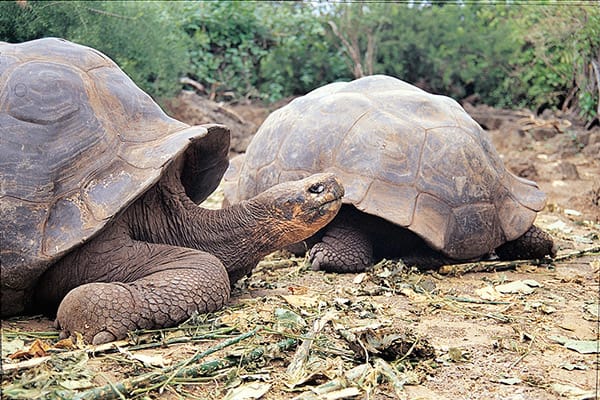 La Pinta的7天行程第三天,加拉帕戈斯群岛巨型乌龟瞄准。