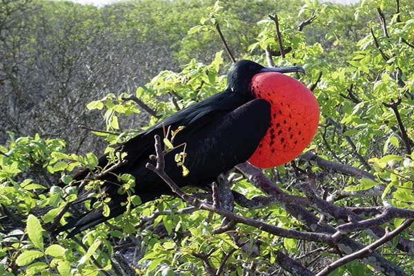 Isabela II’s 7-Day Itinerary Day Two - Frigatebird Sighting.