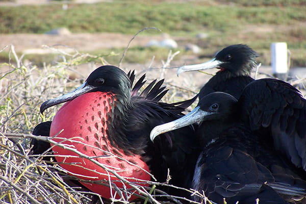 Eco Galaxy’s 5-Day Itinerary Day Four - Frigate Birds.