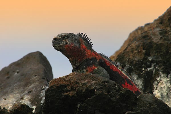 Eco Galaxy’s 6-Day Itinerary B Day Two - Marine Iguana Sighting.