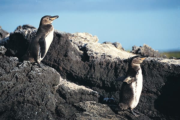 Eco Galaxy’s 6-Day Itinerary B Day Four - Galapagos Penguin Sighting.