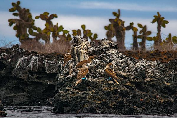 Galaxy’s 5-Day Itinerary Day Two - Blue-Footed Booby Sighting.